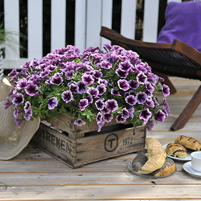 ‘Potunia Grape Ice’