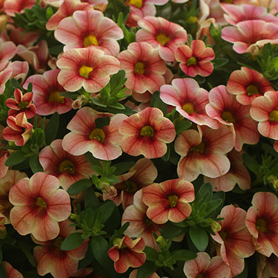 Petunia ‘Milliflora’ 