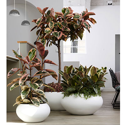 Gomero ‘Ruby’