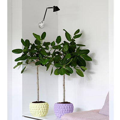 Ficus ‘Audrey’