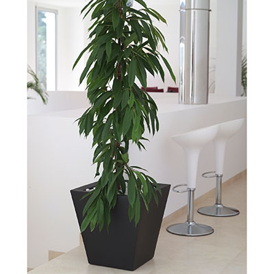 Ficus ‘Alii’