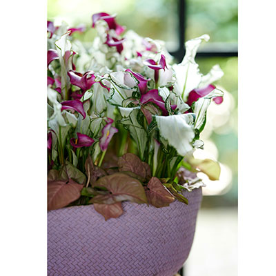 Hojas blancas y flores púrpuras