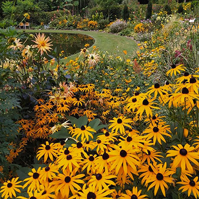 Parterre Amarillo