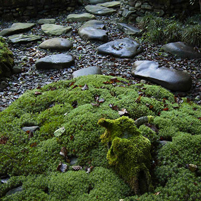 Jardín de Musgos