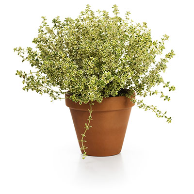 Planta ahora tus aromáticas de tipo mediterráneo