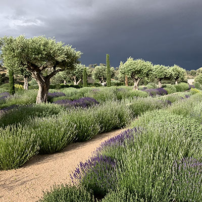 Olivos y lavandas en Ávila