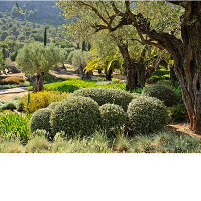 Al pie de la sierra de Tramuntana