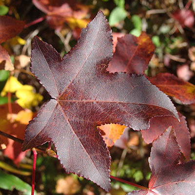 Liquidámbar ‘Burgundy’
