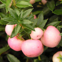 Tapizantes y trepadoras que producen bayas