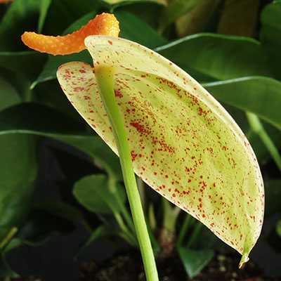 Anthurium scherzerianum de espata amarilla