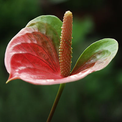 Espádice rosado y espata bicolor