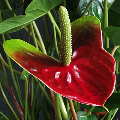 Rojo brillante