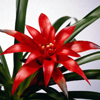 Bromelias de tierra