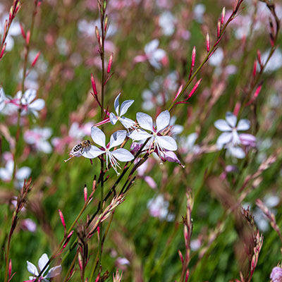 Gaura ‘Whirling Butterflies’