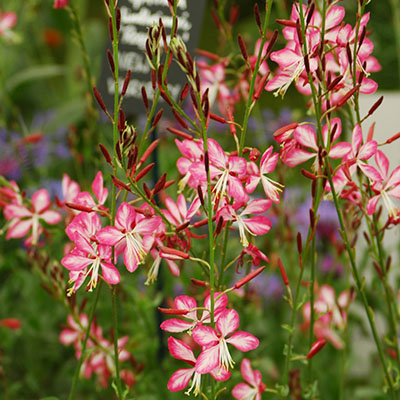 Gaura ‘Rosyjane’