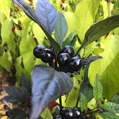 ‘Black Olive’
