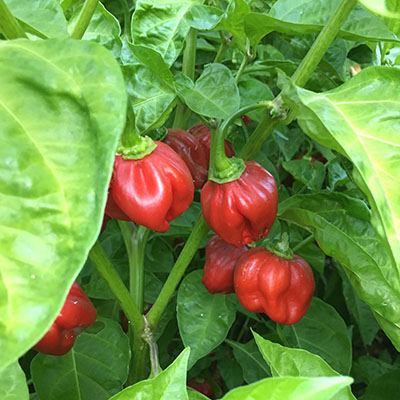 Habanero rojo