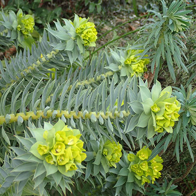 Euphorbia rigida