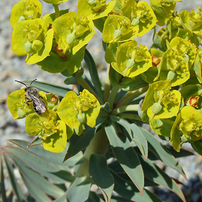 Euphorbia pithyusa