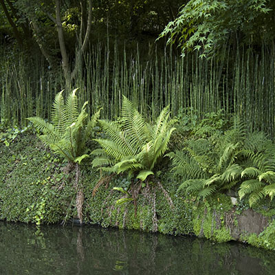 Polystichum setiferum y equiseto