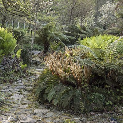 Polystichum polyblepharum en primavera