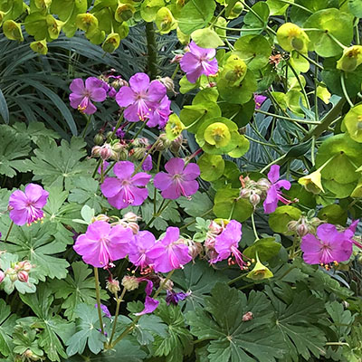 Geranium macrorrhizum