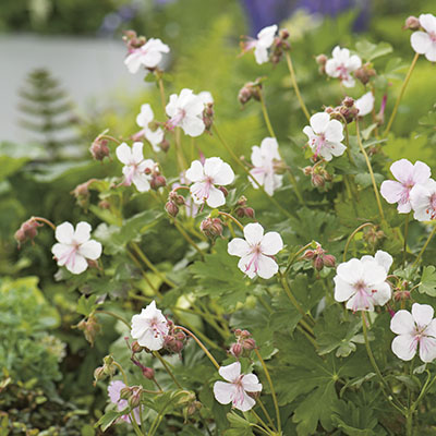 Geranium x cantabrigiense ‘Biokovo’ 