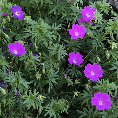 Geranium sanguineum