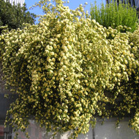 Rosal de Banks