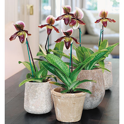 Paphiopedilum