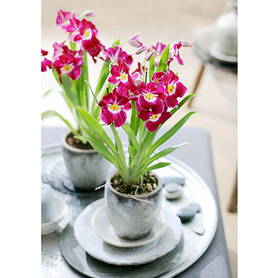 Miltonia