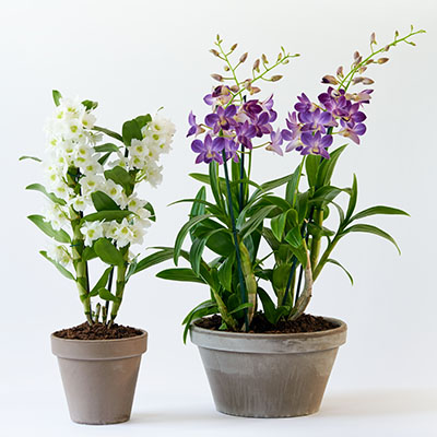 Dendrobium