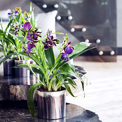 Zygopetalum