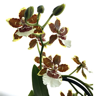 Colmanara