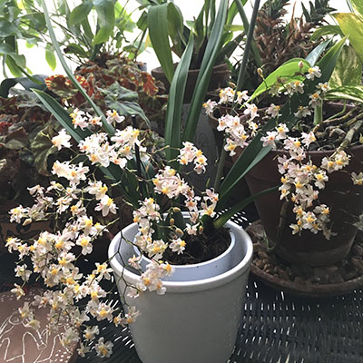 Oncidium