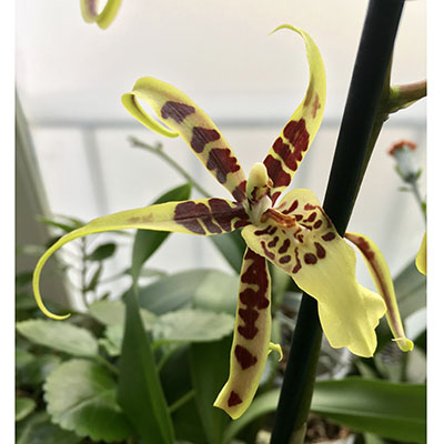 Brassia