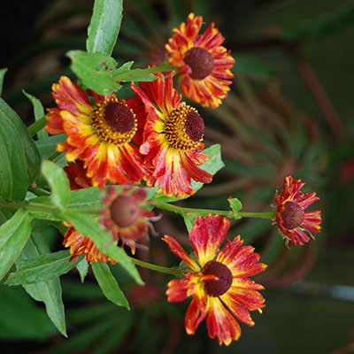 Helenium ‘Salsa’