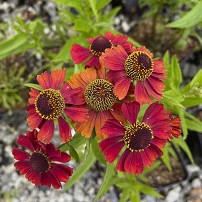 Helenium ‘Strawbery Sundae’
