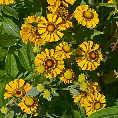Helenium ‘Zimbelstern’