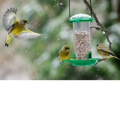 Valiosos comederos para los pájaros 