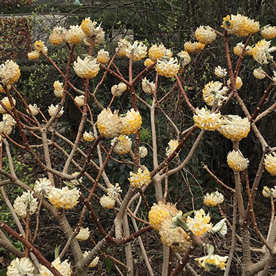 Edgeworthia chrysantha
