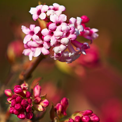  Viburnum x bodnantense 