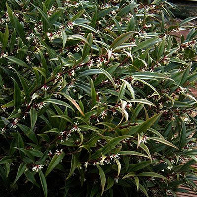 Una sarcococca de tallos rojos