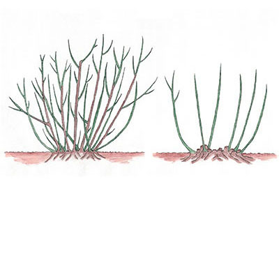 Poda de los floribunda, multiflora y poliantha