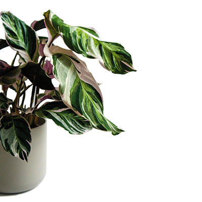 Calathea ‘Fusion White’