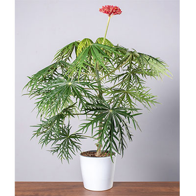 Jatropha multifida