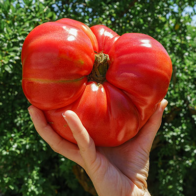 Tomate Muchamiel