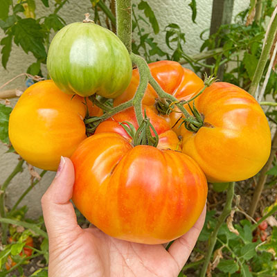 Tomate Ananas