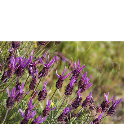Lavandula pedunculata, nativa de España y Portugal 