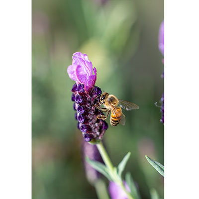 Una aliada de las abejas